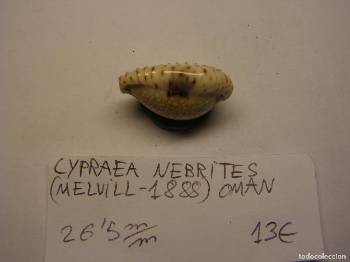 Coleccionismo de moluscos: Caracol snail shell cypraea nebrites. Oman. - Foto 2