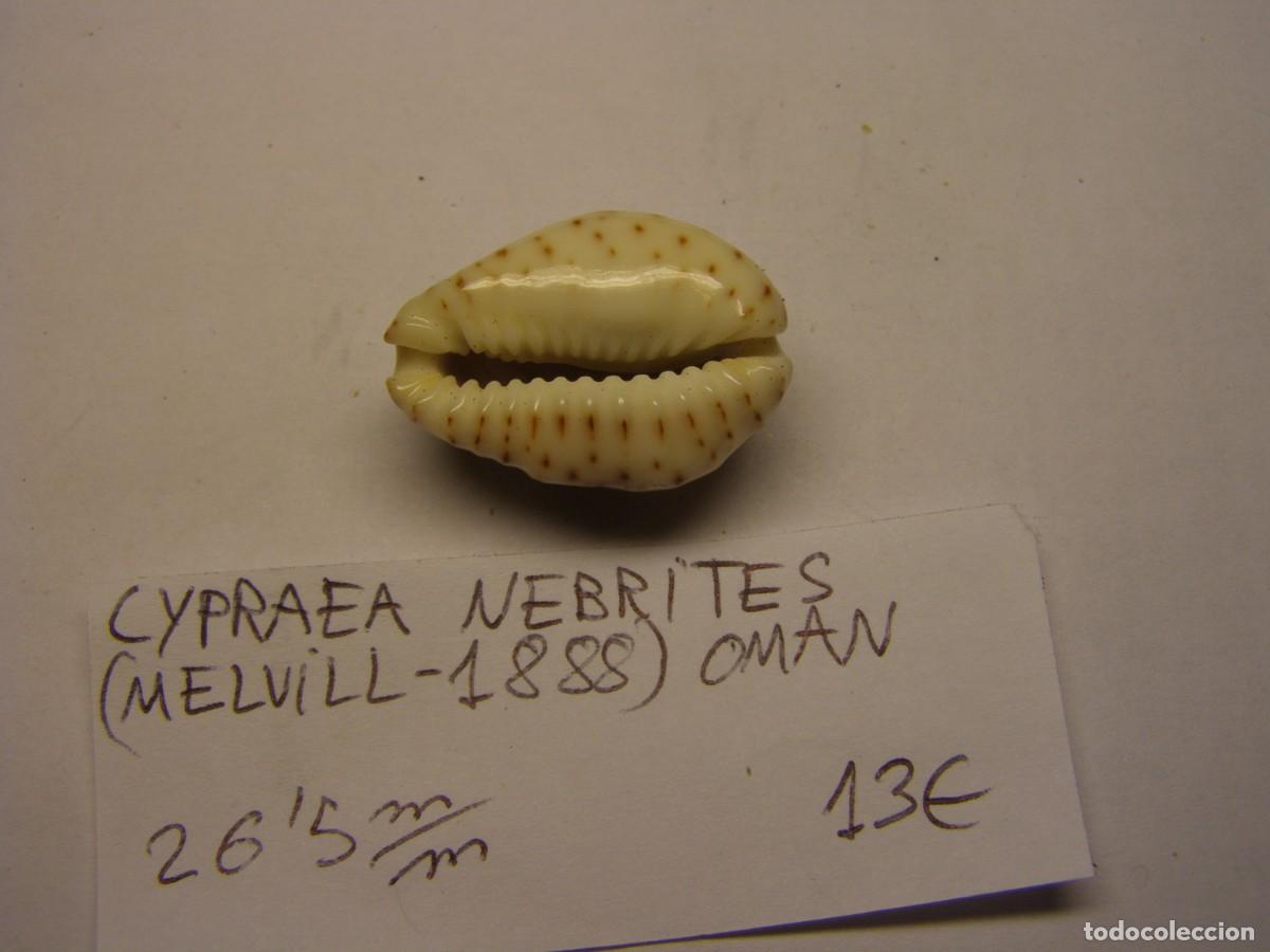 Coleccionismo de moluscos: Caracol snail shell cypraea nebrites. Oman. - Foto 3