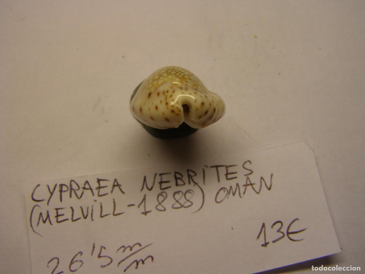 Coleccionismo de moluscos: Caracol snail shell cypraea nebrites. Oman. - Foto 4