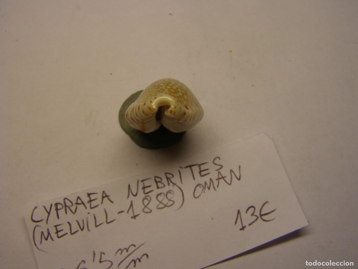 Coleccionismo de moluscos: Caracol snail shell cypraea nebrites. Oman. - Foto 5