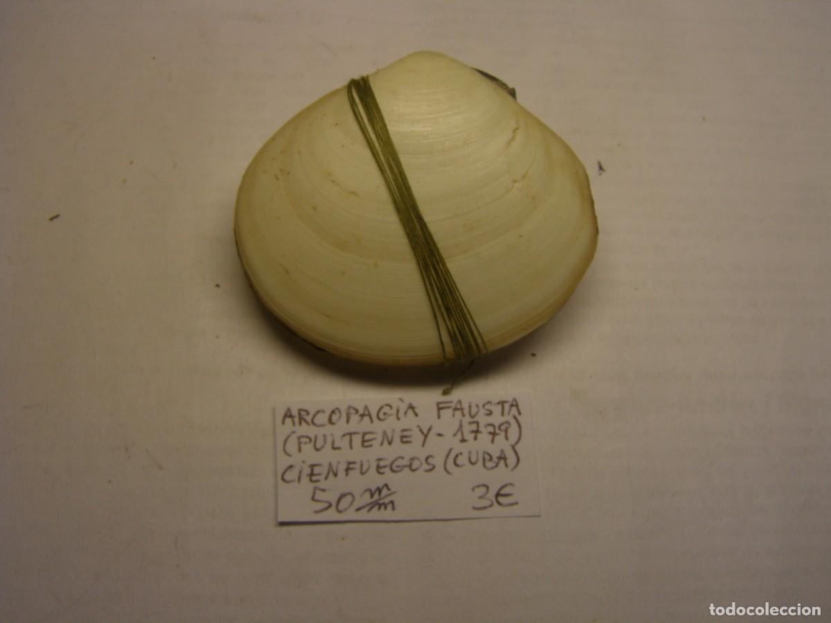 Coleccionismo de moluscos: Bivalvo shell arcopagia fausta. Cuba. - Foto 1