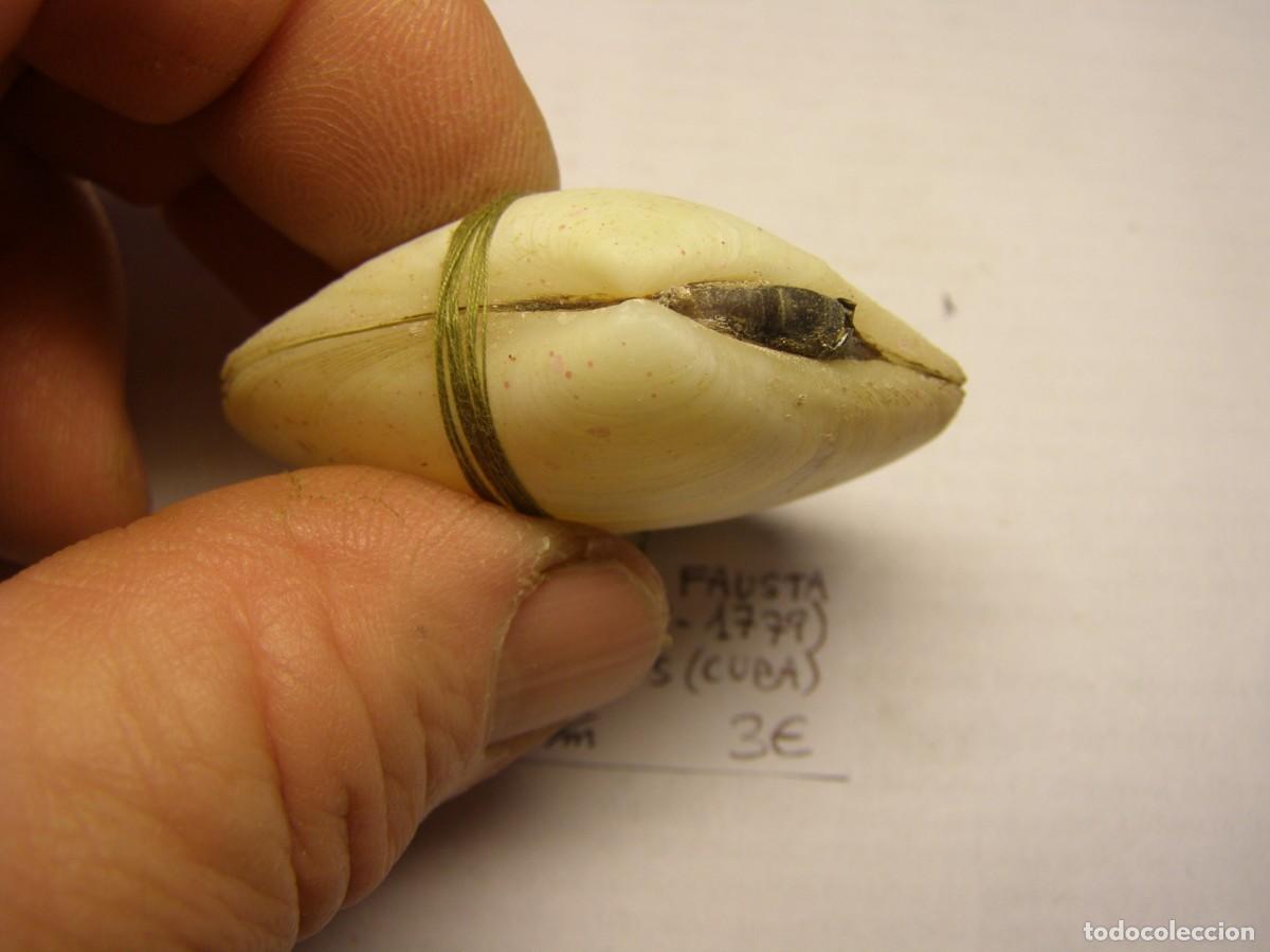 Coleccionismo de moluscos: Bivalvo shell arcopagia fausta. Cuba. - Foto 2