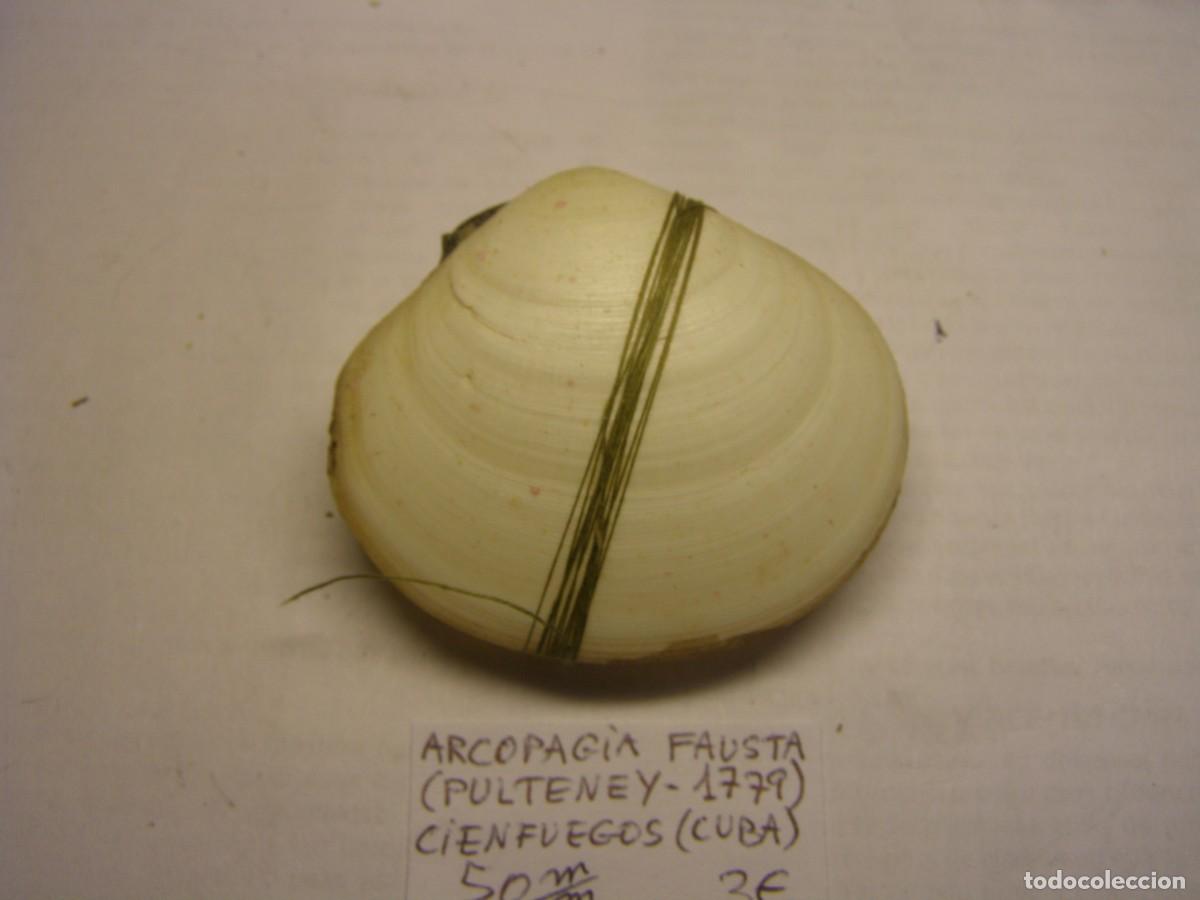 Coleccionismo de moluscos: Bivalvo shell arcopagia fausta. Cuba. - Foto 3