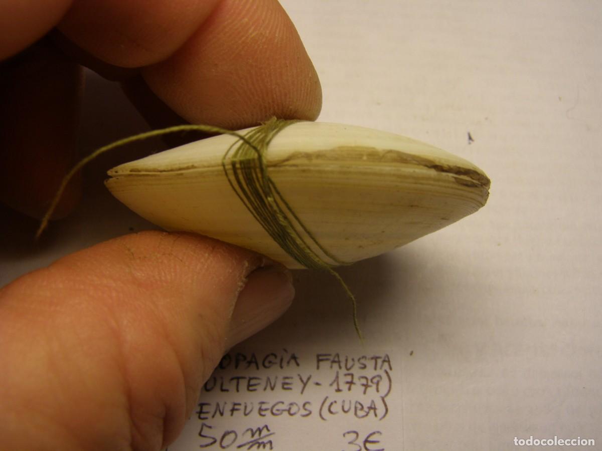 Coleccionismo de moluscos: Bivalvo shell arcopagia fausta. Cuba. - Foto 4