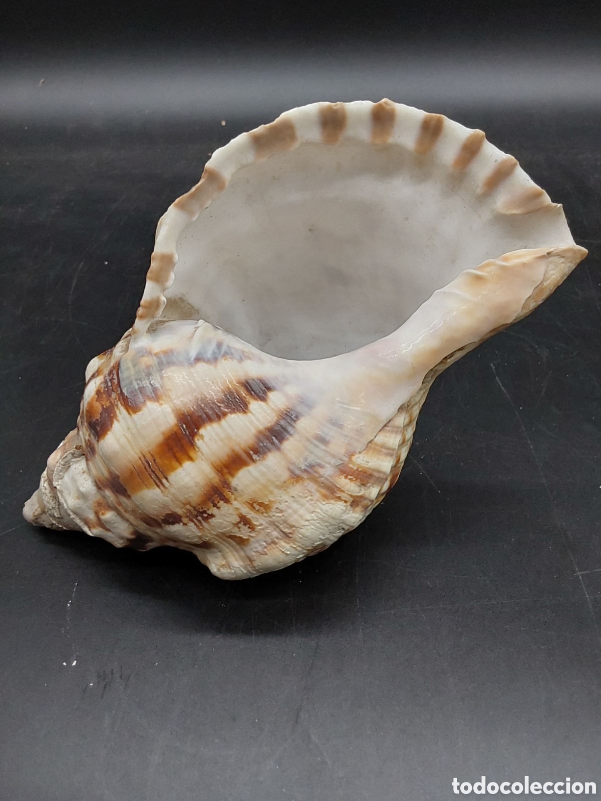 Coleccionismo de moluscos: Caracola marina ( concha) - Foto 2