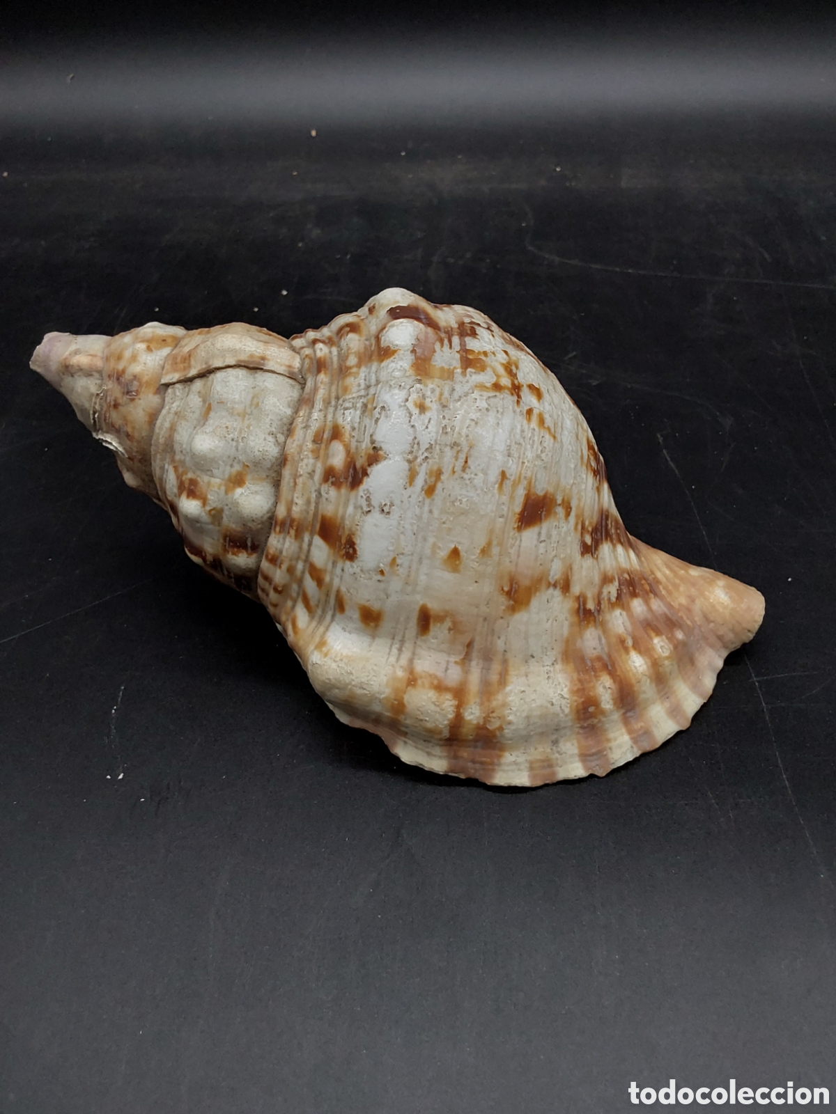 Coleccionismo de moluscos: Caracola marina ( concha) - Foto 1