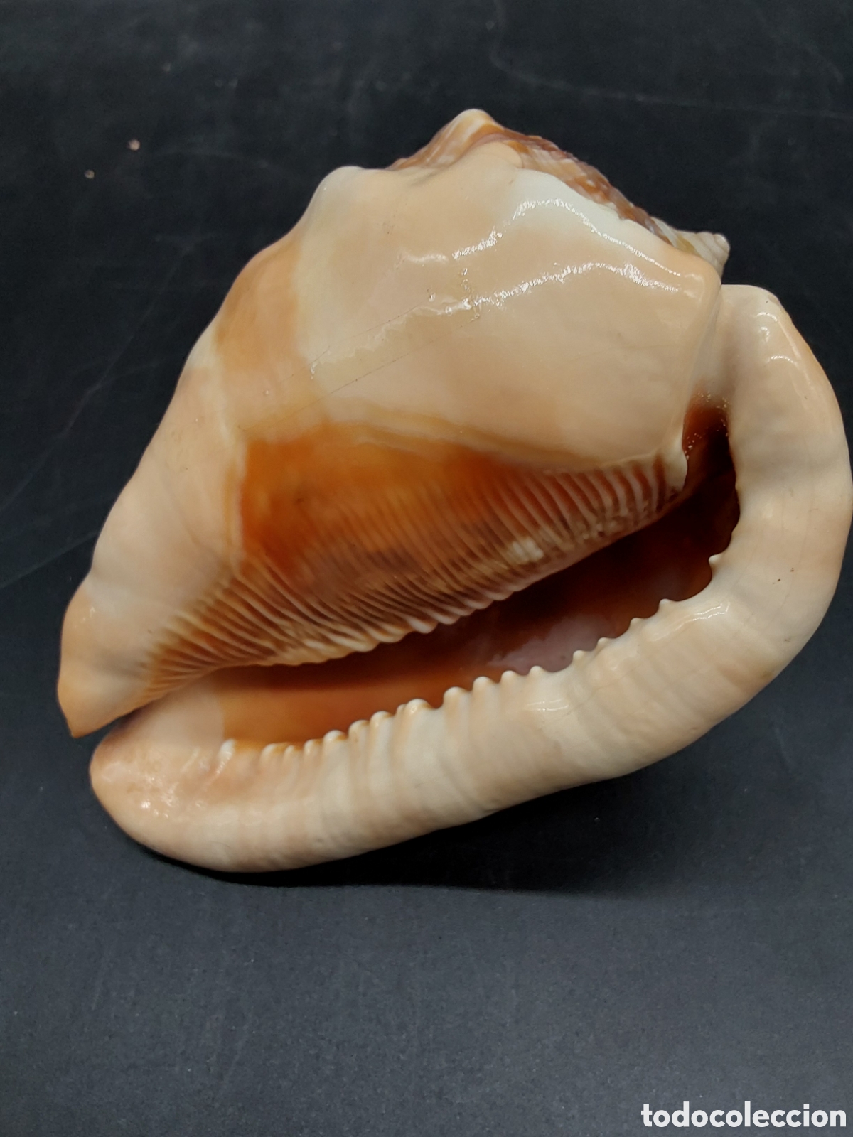 Coleccionismo de moluscos: Caracola marina. Concha - Foto 2