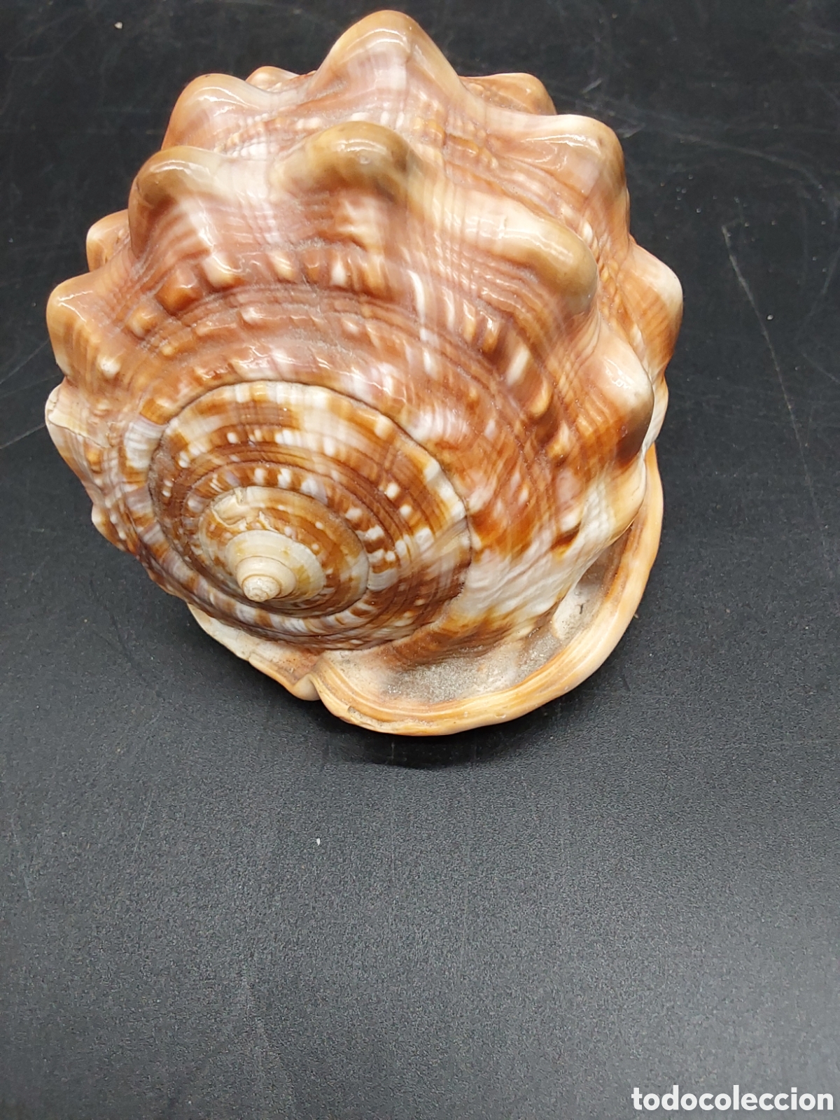 Coleccionismo de moluscos: Caracola marina. Concha - Foto 3