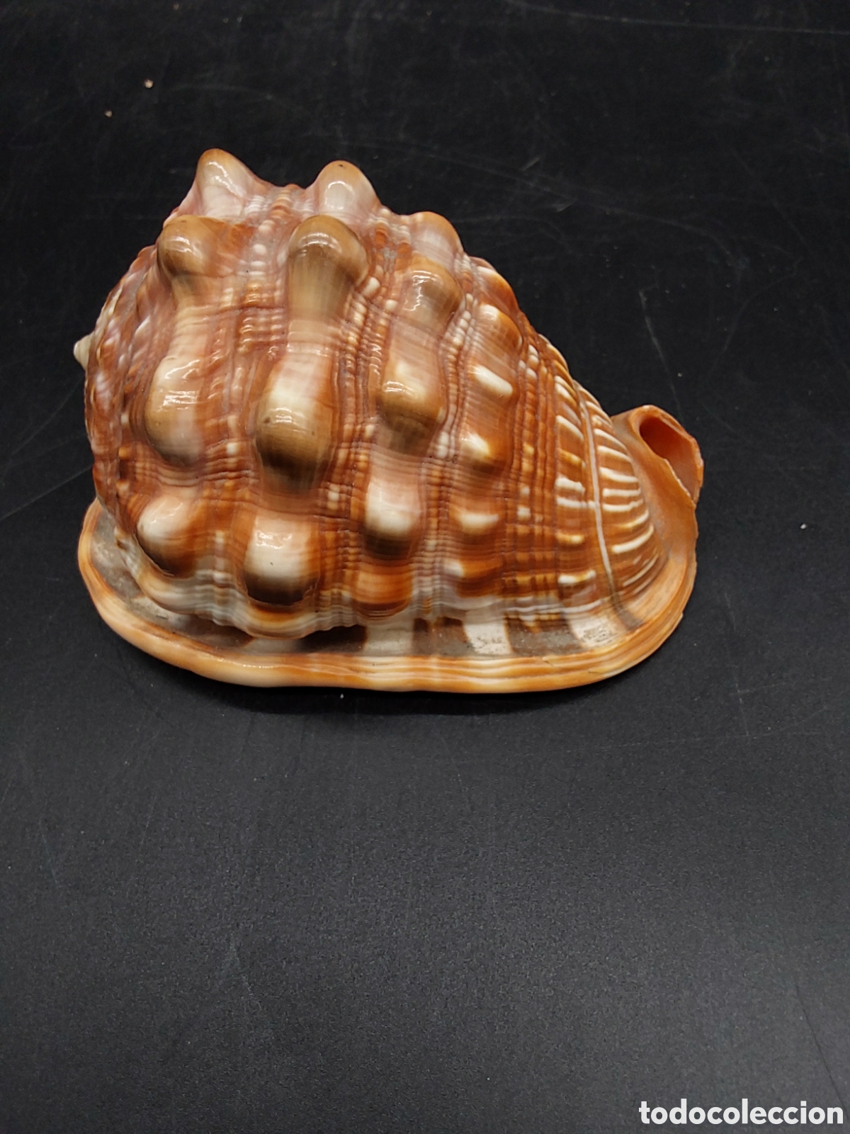 Coleccionismo de moluscos: Caracola marina. Concha - Foto 1