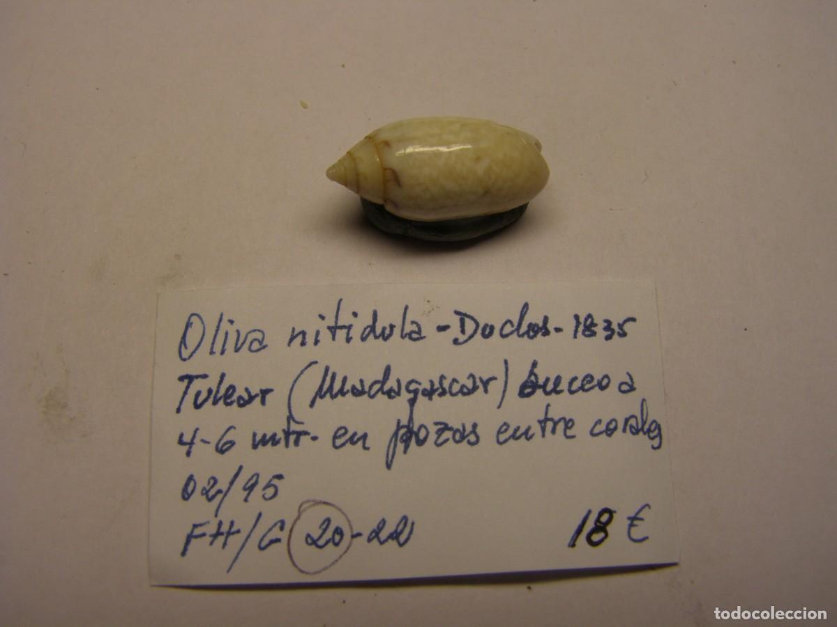 Coleccionismo de moluscos: Caracol snail shell oliva nitidula. Madagascar. - Foto 1