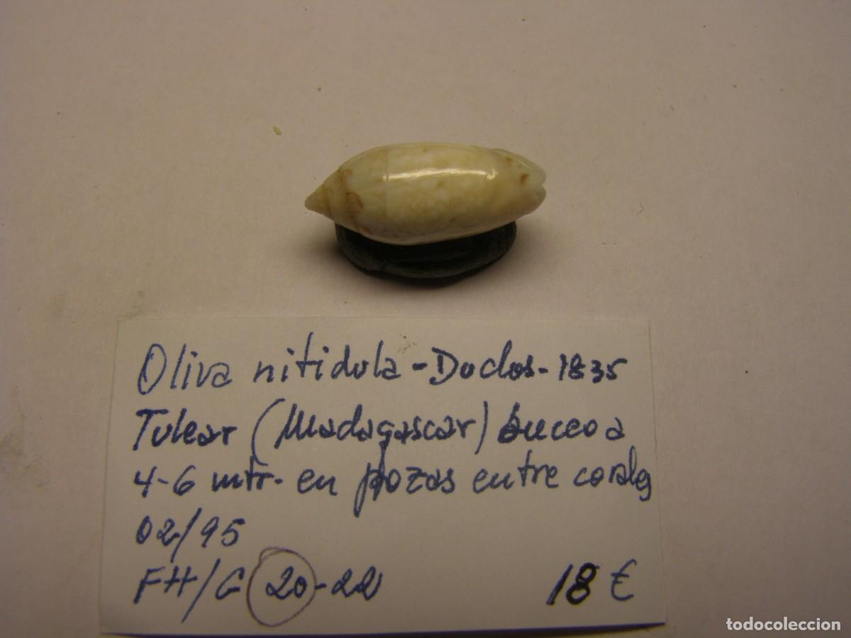 Coleccionismo de moluscos: Caracol snail shell oliva nitidula. Madagascar. - Foto 2