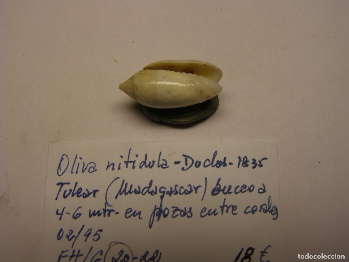 Coleccionismo de moluscos: Caracol snail shell oliva nitidula. Madagascar. - Foto 3