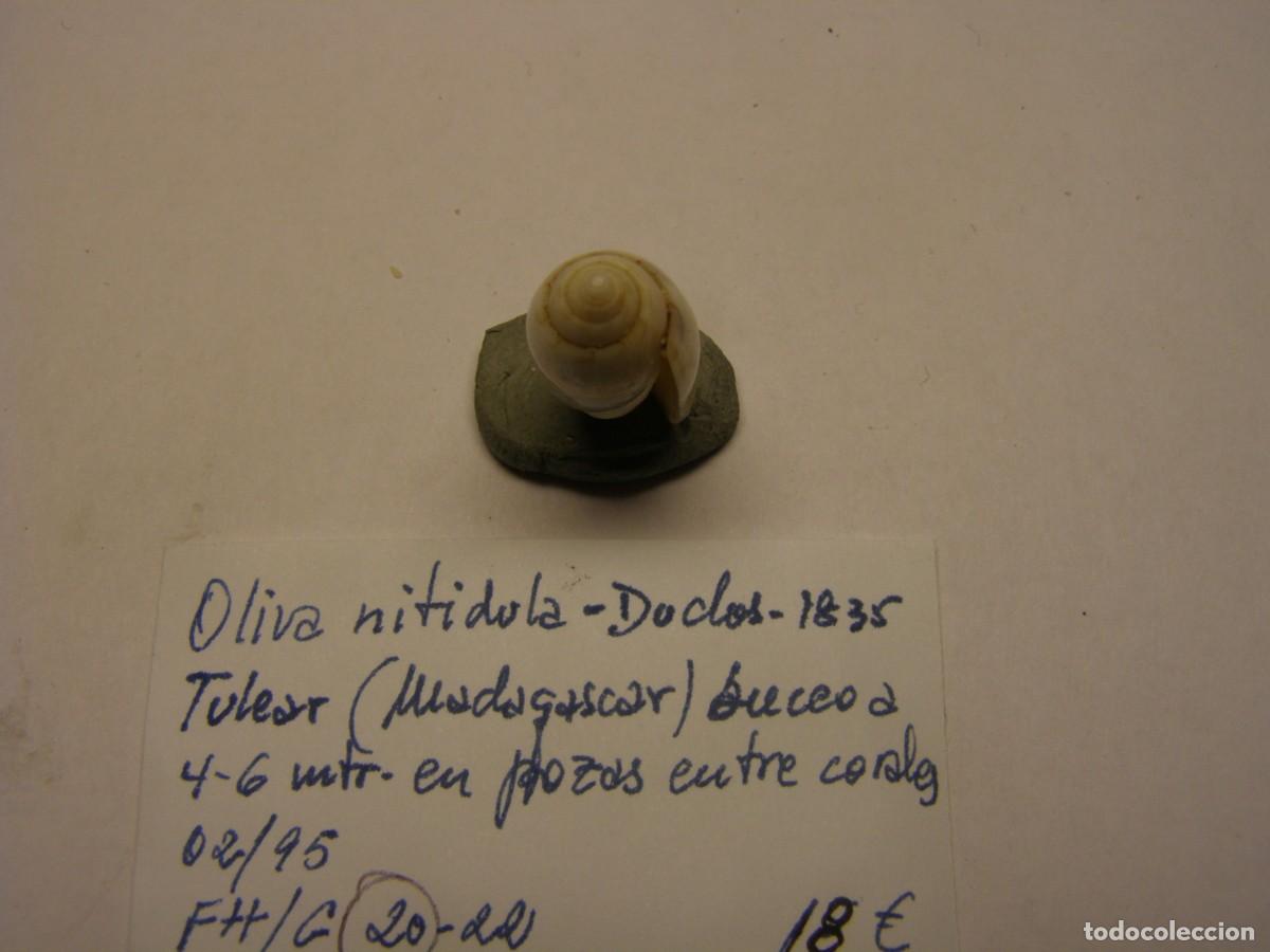 Coleccionismo de moluscos: Caracol snail shell oliva nitidula. Madagascar. - Foto 4