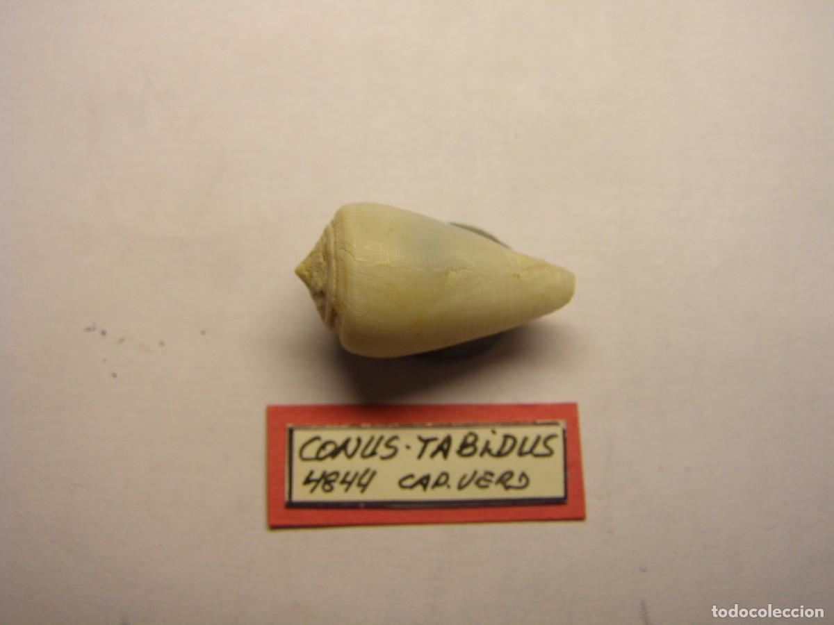 Coleccionismo de moluscos: Caracol snail shell conus tabidus. Cabo Verde. - Foto 1