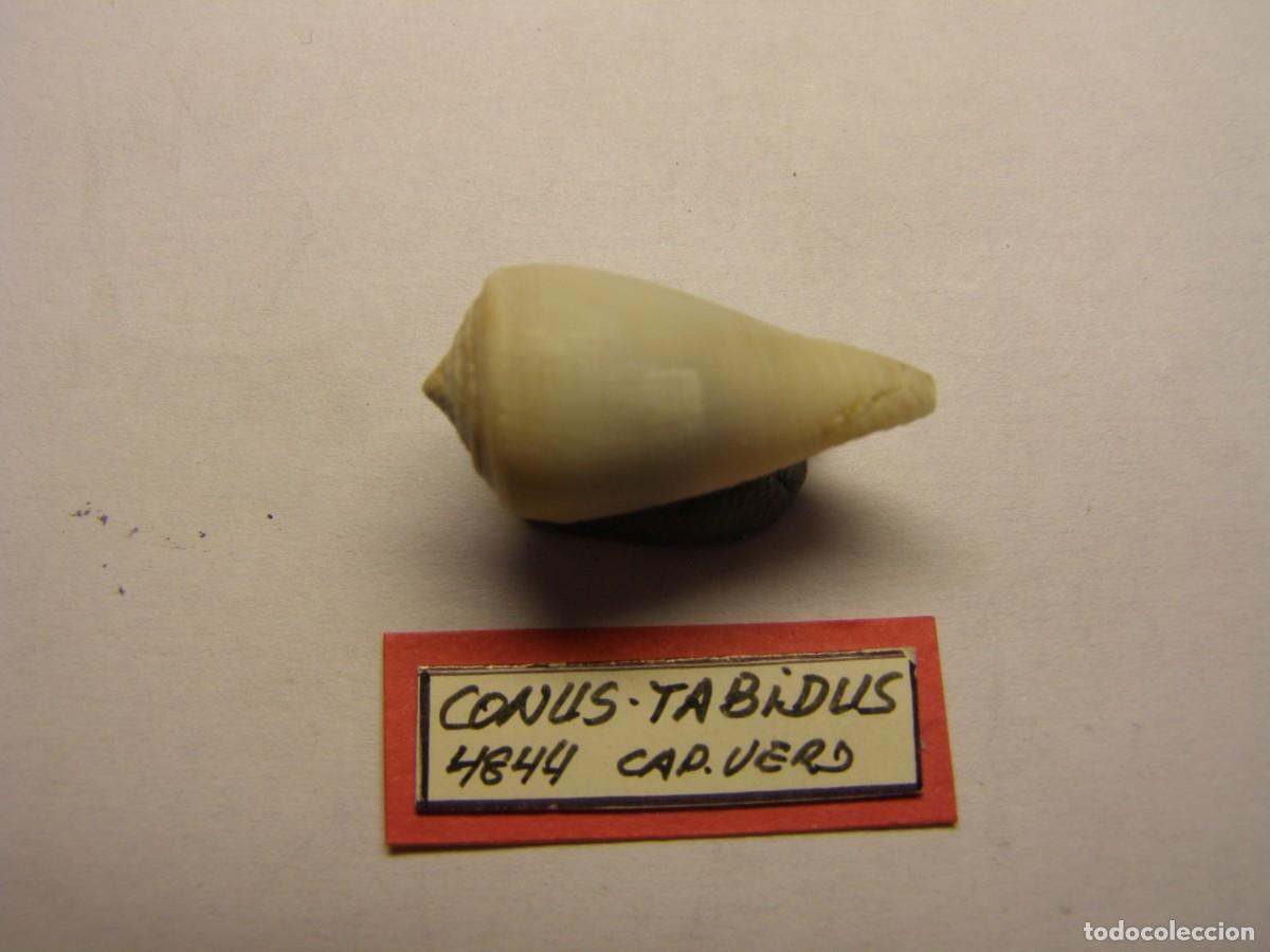 Coleccionismo de moluscos: Caracol snail shell conus tabidus. Cabo Verde. - Foto 2