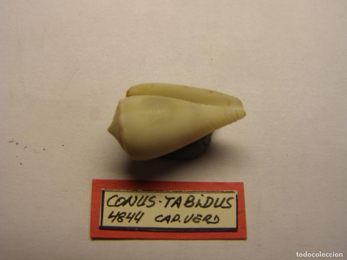 Coleccionismo de moluscos: Caracol snail shell conus tabidus. Cabo Verde. - Foto 3