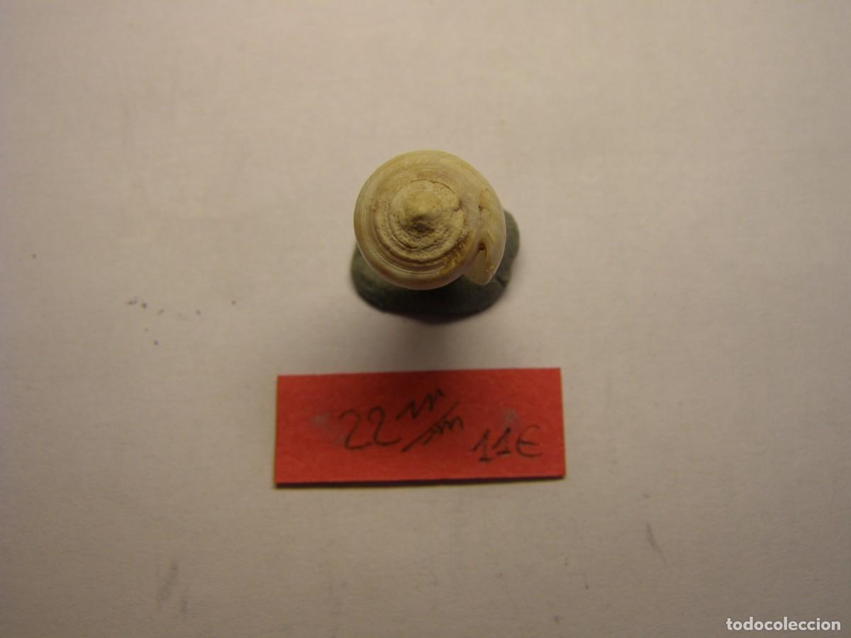 Coleccionismo de moluscos: Caracol snail shell conus tabidus. Cabo Verde. - Foto 4