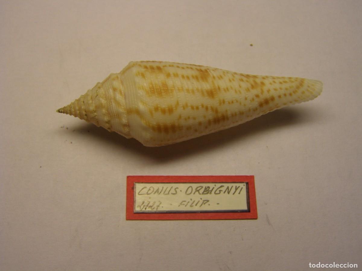 Coleccionismo de moluscos: Caracol snail shell conus orbignyi. Filipinas. - Foto 1