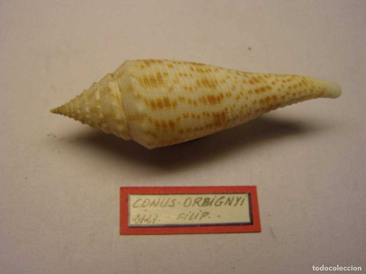 Coleccionismo de moluscos: Caracol snail shell conus orbignyi. Filipinas. - Foto 2