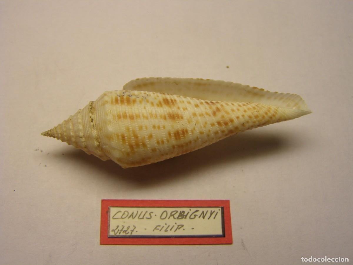 Coleccionismo de moluscos: Caracol snail shell conus orbignyi. Filipinas. - Foto 3