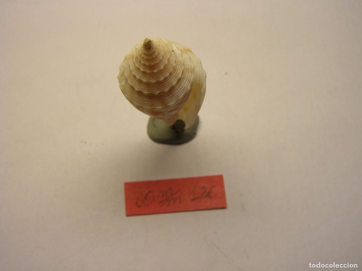 Coleccionismo de moluscos: Caracol snail shell conus orbignyi. Filipinas. - Foto 4