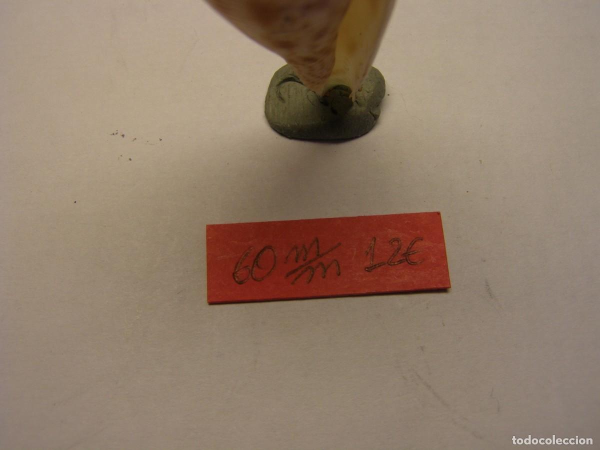 Coleccionismo de moluscos: Caracol snail shell conus orbignyi. Filipinas. - Foto 5