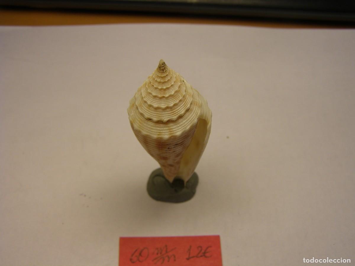 Coleccionismo de moluscos: Caracol snail shell conus orbignyi. Filipinas. - Foto 6