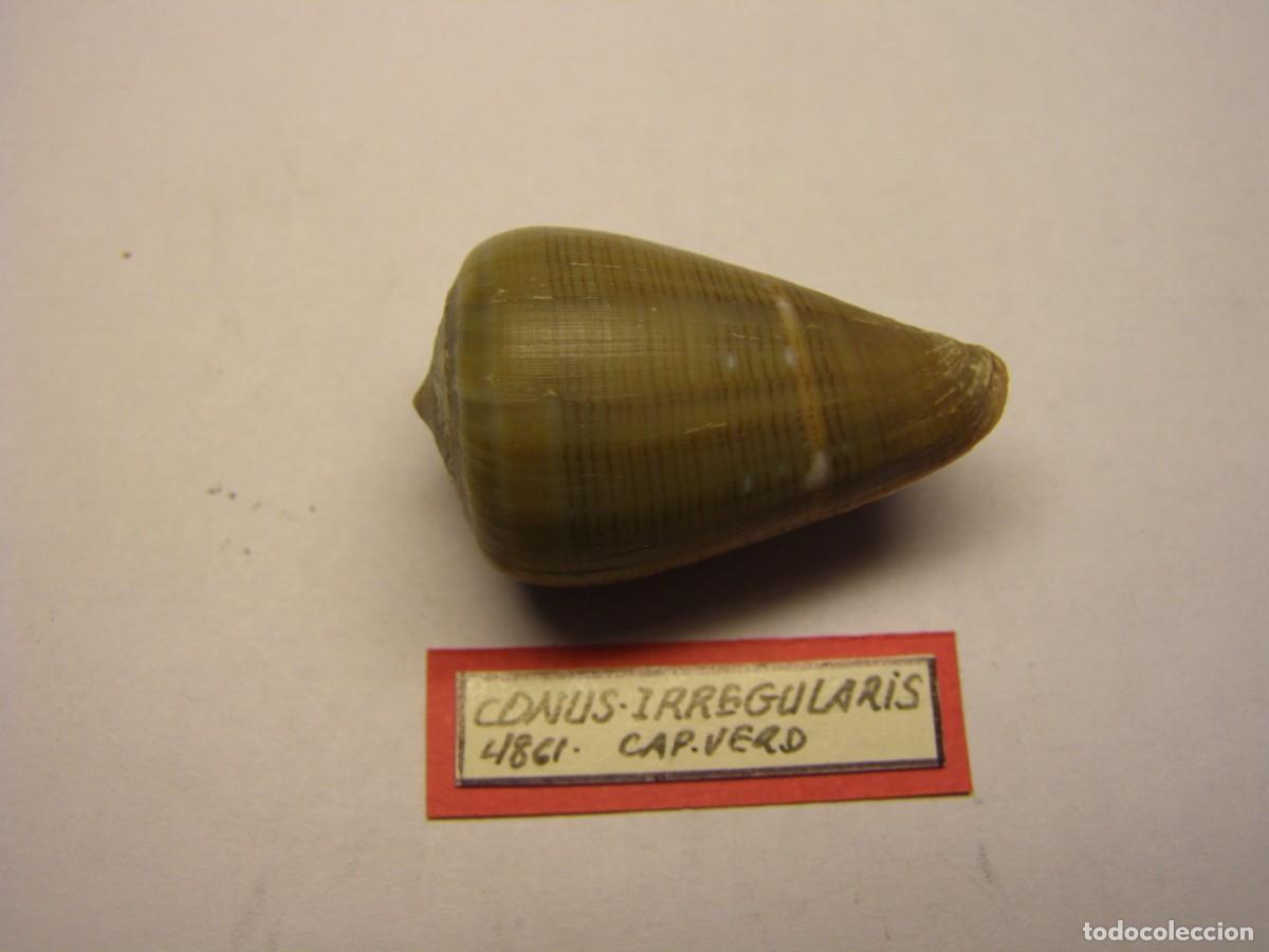Coleccionismo de moluscos: Caracol snail shell conus irregularis. Cabo Verde. - Foto 1