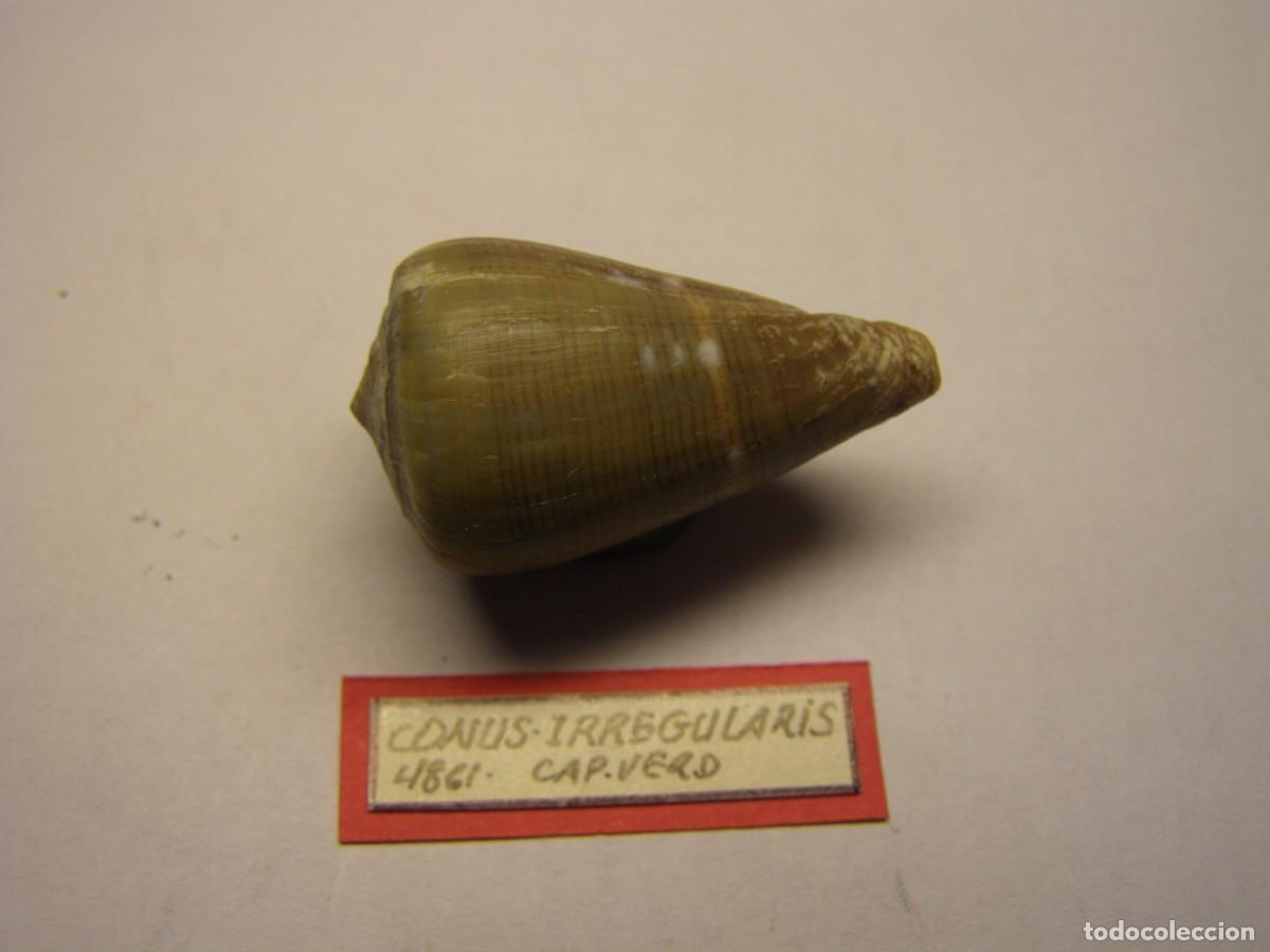 Coleccionismo de moluscos: Caracol snail shell conus irregularis. Cabo Verde. - Foto 2