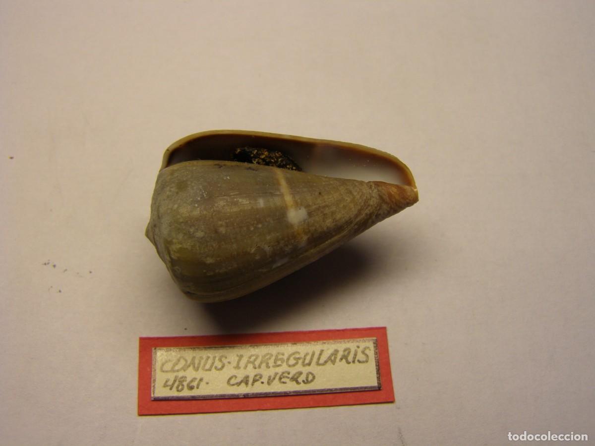 Coleccionismo de moluscos: Caracol snail shell conus irregularis. Cabo Verde. - Foto 3