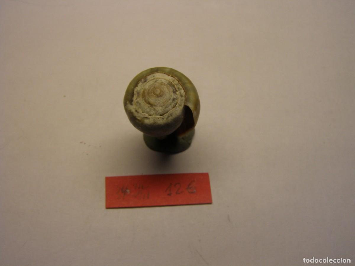 Coleccionismo de moluscos: Caracol snail shell conus irregularis. Cabo Verde. - Foto 4