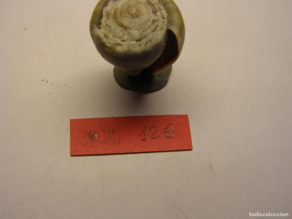 Coleccionismo de moluscos: Caracol snail shell conus irregularis. Cabo Verde. - Foto 5