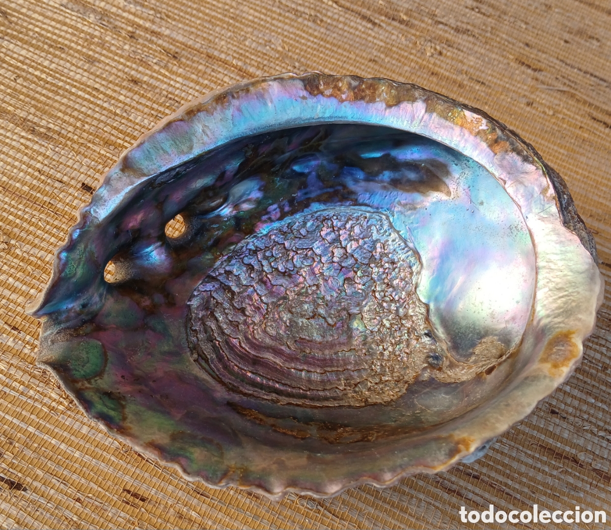 Coleccionismo de moluscos: Concha ABULON, Oreja de Mar - Foto 2
