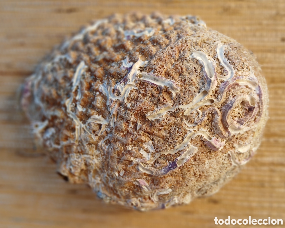 Coleccionismo de moluscos: Concha ABULON, Oreja de Mar - Foto 3
