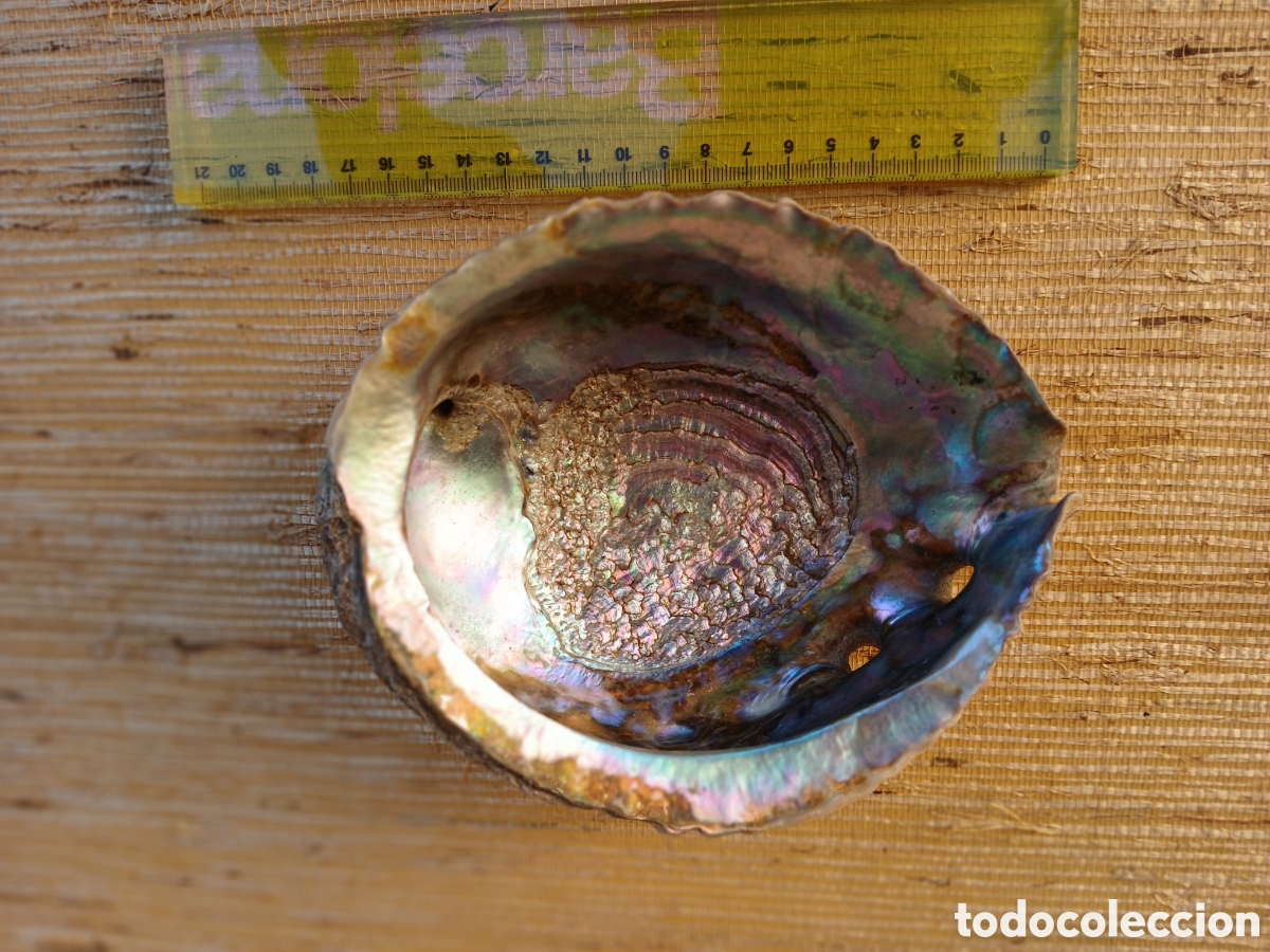 Coleccionismo de moluscos: Concha ABULON, Oreja de Mar - Foto 4