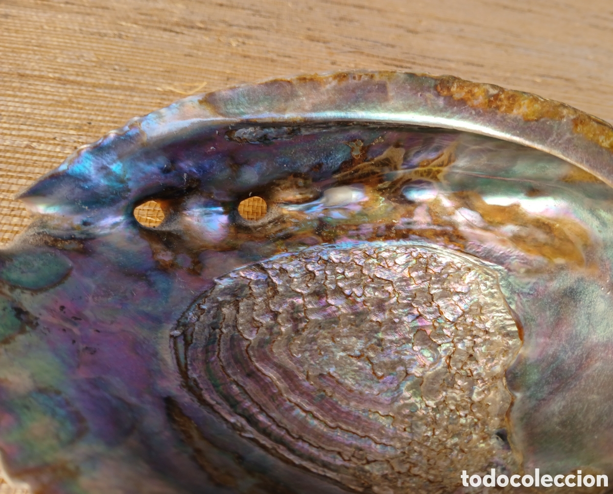 Coleccionismo de moluscos: Concha ABULON, Oreja de Mar - Foto 5