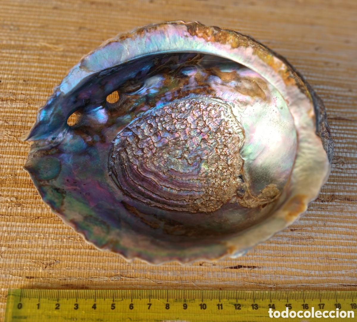 Coleccionismo de moluscos: Concha ABULON, Oreja de Mar - Foto 1