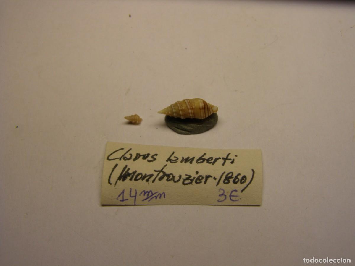 Coleccionismo de moluscos: Caracol snail shell clavus lamberti. - Foto 1