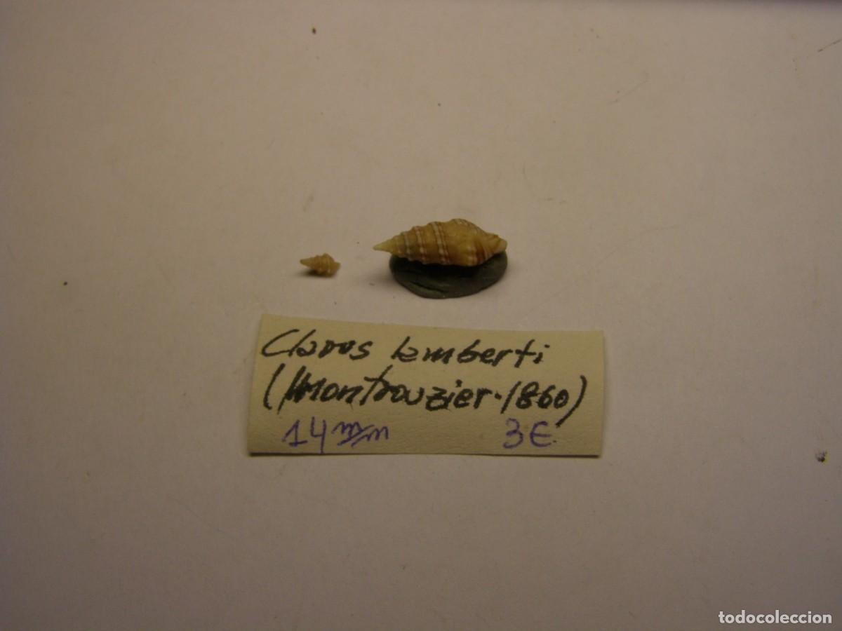 Coleccionismo de moluscos: Caracol snail shell clavus lamberti. - Foto 2