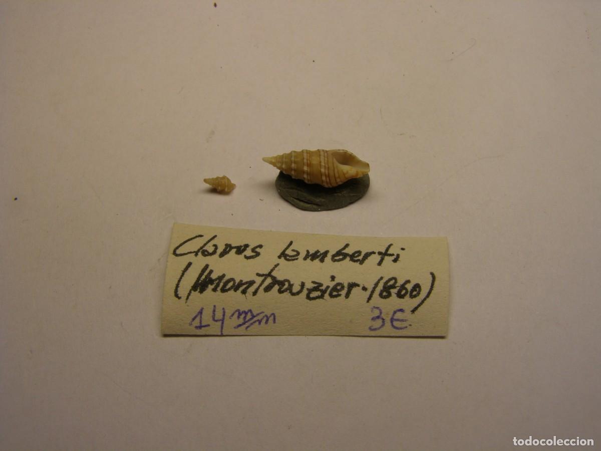Coleccionismo de moluscos: Caracol snail shell clavus lamberti. - Foto 3
