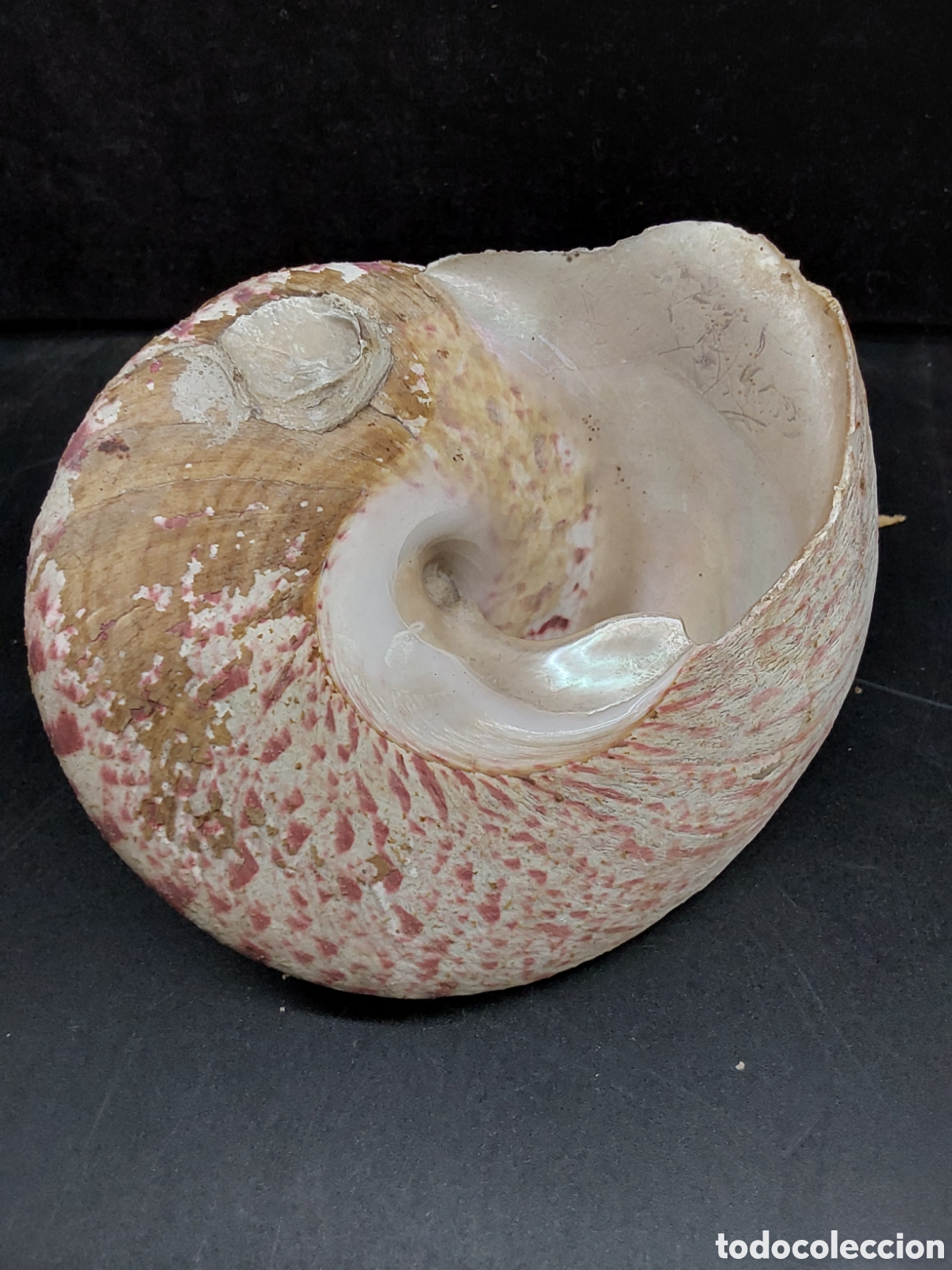 Coleccionismo de moluscos: Concha de conus betulinus - Foto 2