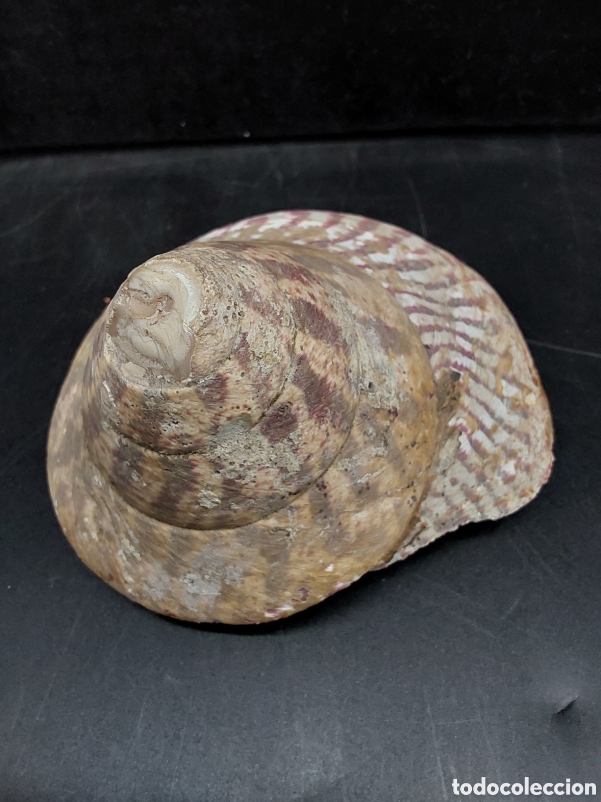 Coleccionismo de moluscos: Concha de conus betulinus - Foto 1