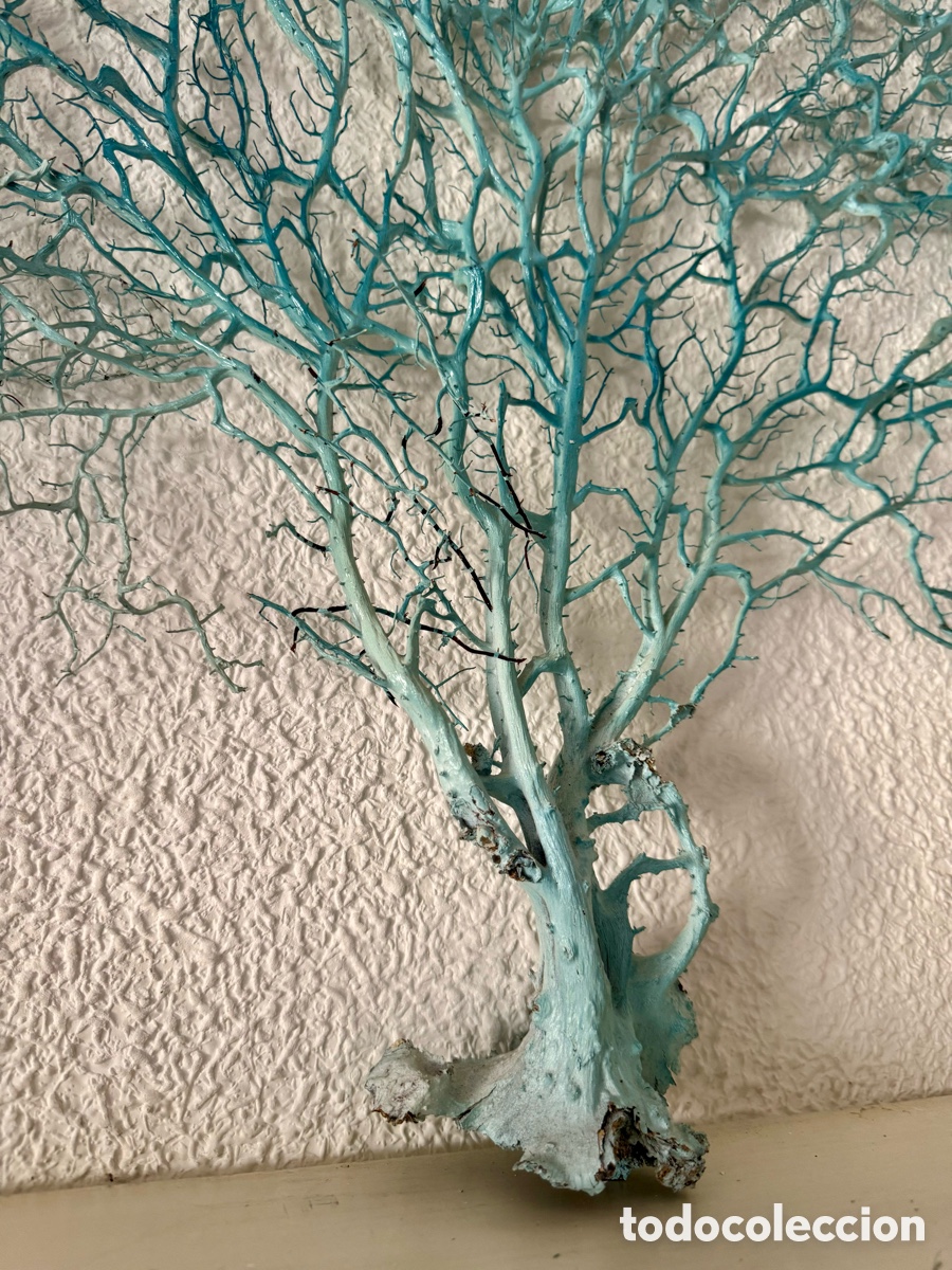 Coleccionismo de moluscos: Gorgonia, Abanico de mar - Foto 2