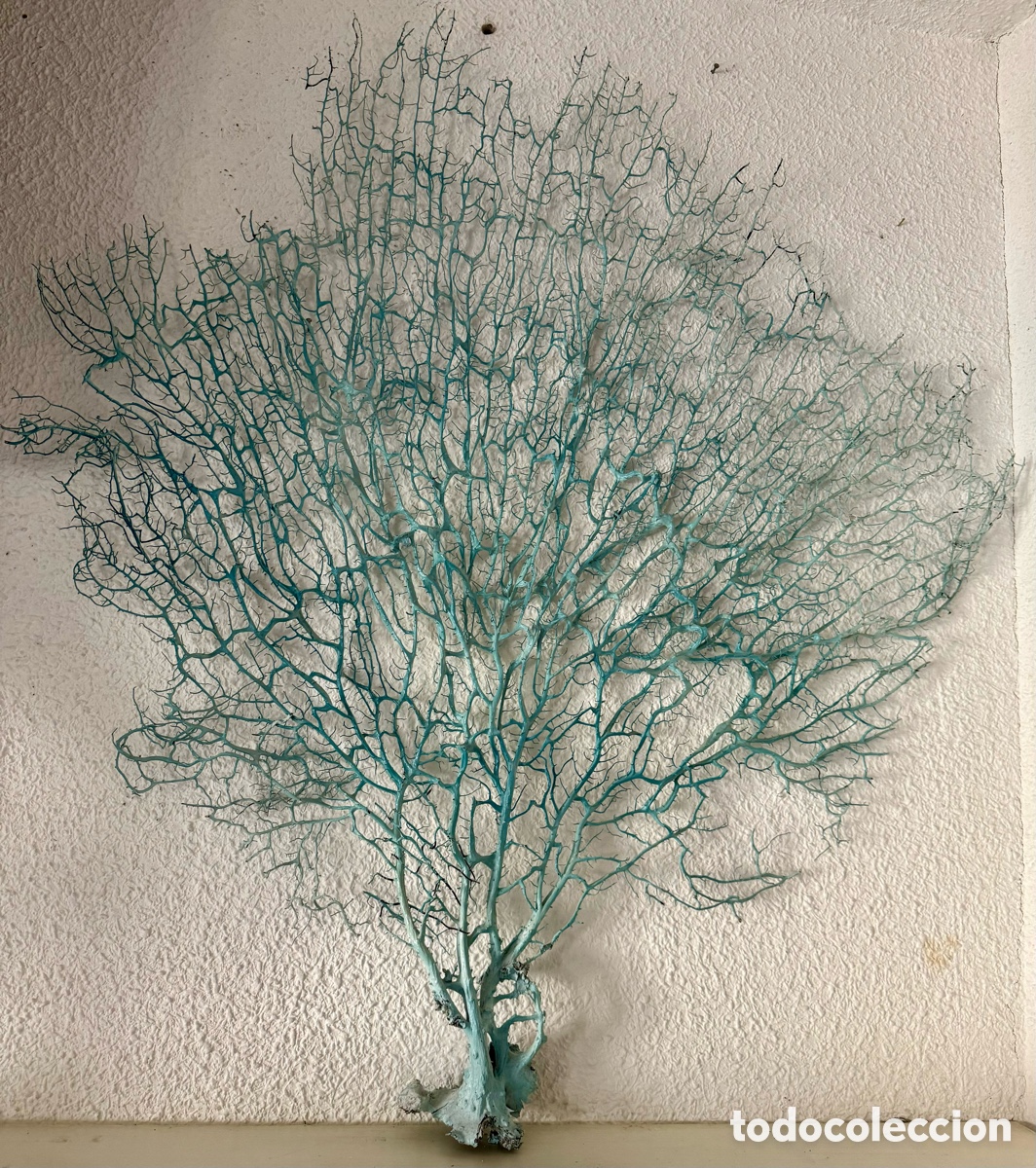 Coleccionismo de moluscos: Gorgonia, Abanico de mar - Foto 1