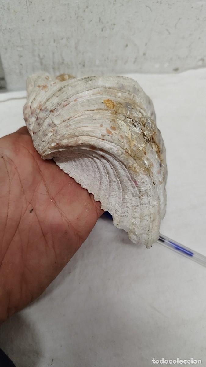 Coleccionismo de moluscos: Antigua gran concha marina. - Foto 4
