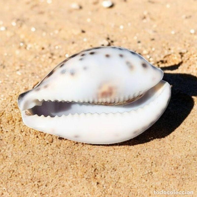 Coleccionismo de moluscos: Concha Cypraea Tallada Pez 7,5 cm - Foto 2