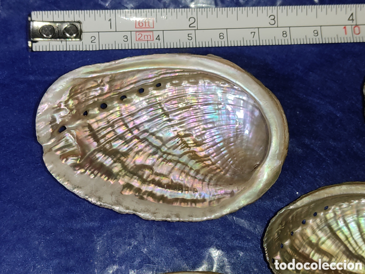 Coleccionismo de moluscos: Conchas de n&aacute;car & Avalon. *Dedales* - Foto 2