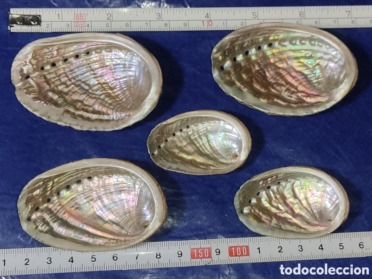 Coleccionismo de moluscos: Conchas de n&aacute;car & Avalon. *Dedales* - Foto 4