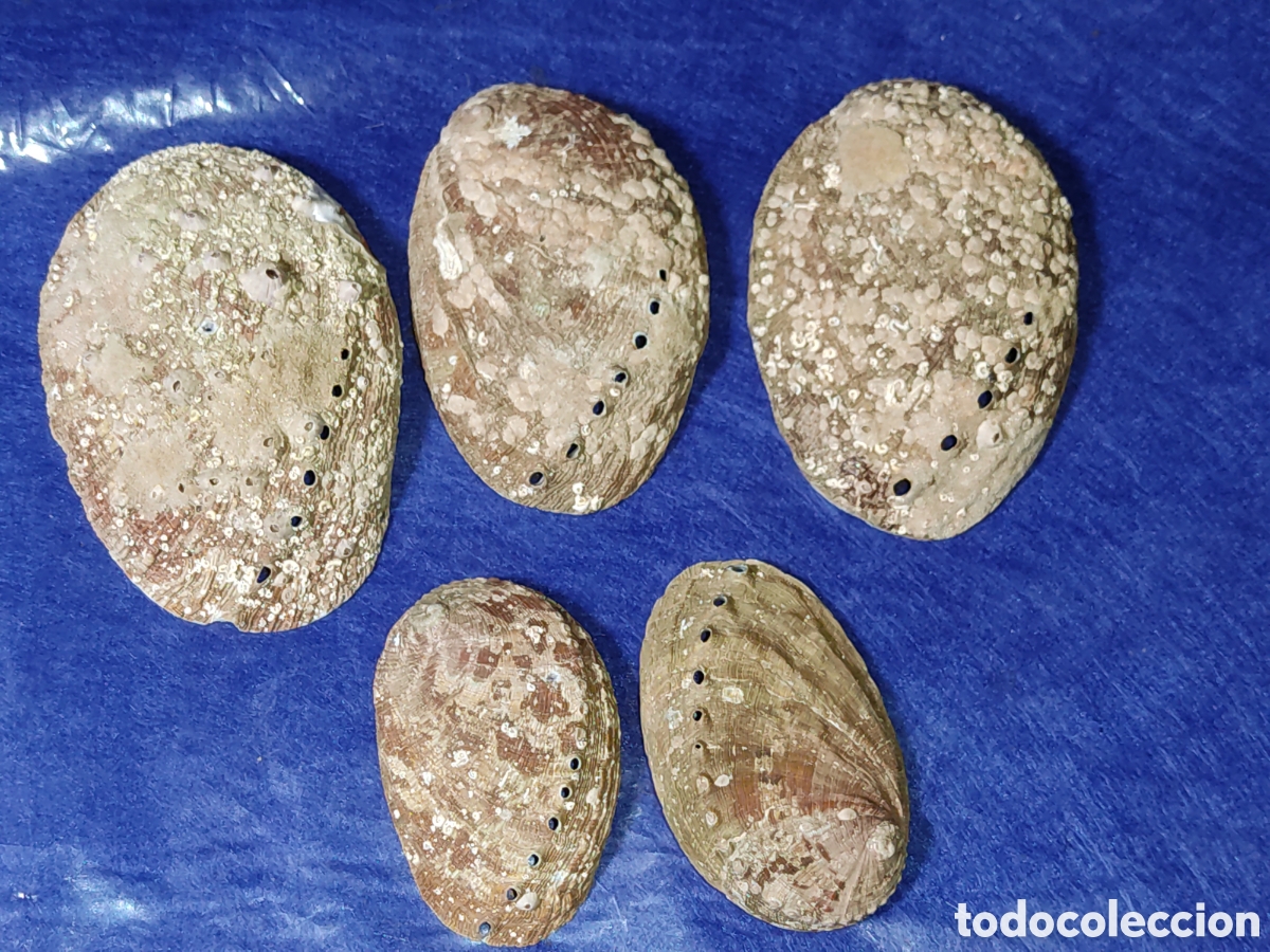 Coleccionismo de moluscos: Conchas de n&aacute;car & Avalon. *Dedales* - Foto 6