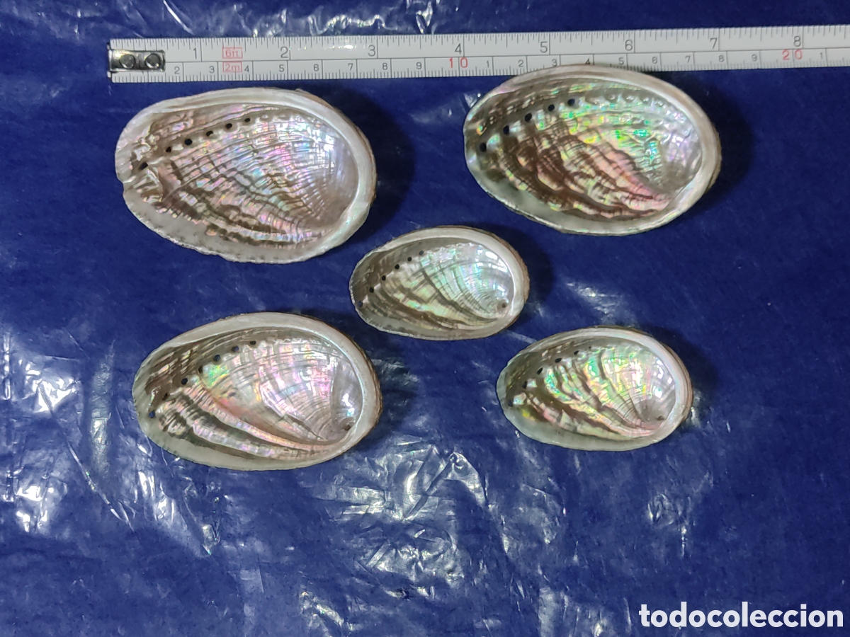 Coleccionismo de moluscos: Conchas de n&aacute;car & Avalon. *Dedales* - Foto 1